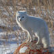 Arctic Fox 12