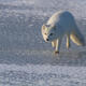 Arctic Fox 13