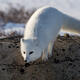 Arctic Fox 14