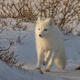 Arctic Fox 15
