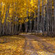 Aspen Road