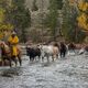 Cowboy leading horses across the river with a soft autumn rain