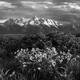 Teton Spring in Black and White