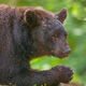 Black Bear Picture #7-1
