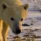 Curious Polar Bear