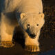 Polar Bear Hunting 
