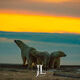 Polar Bear Family Sunset
