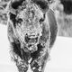 Frozen Buffalo -42