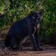 Your Move - Black Leopard