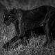 Night Hunter - Black Leopard