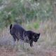 In her sights Black Leopard Hunting