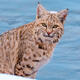 Bobcat on the Firehole River — Yellowstone Fine Art Print