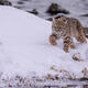 Bobcat on the Run — Yellowstone Winter Fine Art Print