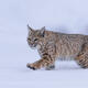 Bobcat in Deep Winter — Yellowstone Fine Art Photography Print