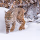 Bobcat in Riverside Reeds — Yellowstone Fine Art Print