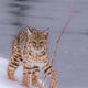 Bobcat in Winter Cover — Yellowstone Fine Art Print