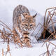 Bobcat Hunting the Riverbank — Yellowstone Fine Art Print
