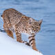 Bobcat Descending to the Firehole — Yellowstone Fine Art Print