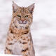 Bobcat Portrait — Yellowstone Winter Fine Art Print