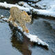 River Dancer – Bobcat on the Madison River