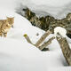 Bobcat in the Wilderness — Yellowstone Fine Art Print