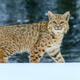 Bobcat on the Rocks — Yellowstone Winter Fine Art Print