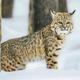 Forest Sentinel- Yellowstone Bobcat