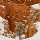 Bryce Canyon Tree