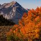 Autumn Flame in The Sawtooths