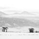 Swan Valley Winter