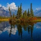 Athabasca Trees