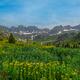Alpine Color