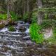 Summer Stream