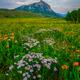 Mountain Morning Magic Vertical