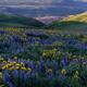 Flowered Valley