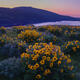 Spring Bloom on the Columbia River