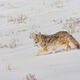 Coyote Photo 5