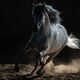 Andalusian Stallion Brio Photo EPW2_4263