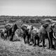 Herd Immunity