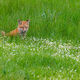Fox-photo-7