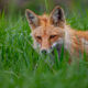 Fox-photo-2