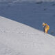 Fox-photo-19