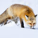 Fox-photo-13