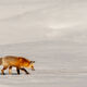 Fox-photo-23