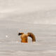 Fox-photo-28