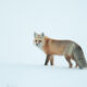 Fox-photo-18
