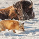 Fox-photo-11