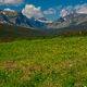 Summer Meadow