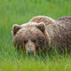 Brown Bear Sneak 