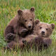 Brown Bear Cubs  Photo 122